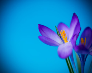 spring purple little crocus flowers isolated on blue