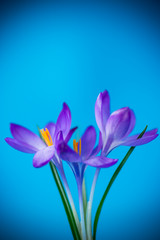 spring purple little crocus flowers isolated on blue