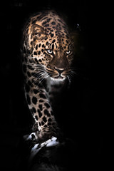 Fototapeta na wymiar Viciously stares and steps forward. leopard isolated on black background. Wild beautiful big cat in the night darkness, a mysterious and dangerous beast.