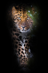 Fototapeta na wymiar Looks from behind a green branch. leopard isolated on black background. Wild beautiful big cat in the night darkness, a mysterious and dangerous beast.