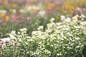 White Chrysanthemum flower blooming under morning sunlight at flower field