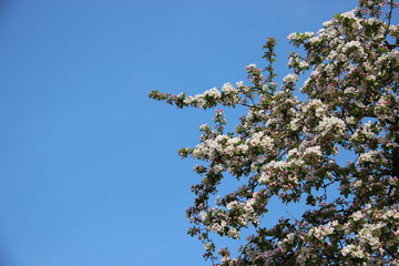 Flowering Blooming Of   Apples Flowers In Fruits Plantation  During Springtime In Europe