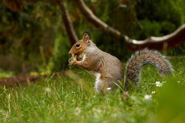 Naklejka na ściany i meble A squirrel in the Botanic gardens in Dublin, Ireland
