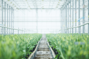 Image of greenhouse with green plants and beautiful flowers