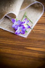 Obraz na płótnie Canvas spring purple crocus flowers on a wooden table