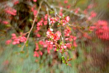 blossom of a wild apple tree, special effect lens