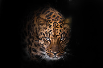  muzzle is large, stern look. leopard isolated on black background. Wild beautiful big cat in the night darkness, a mysterious and dangerous beast. - 330131277