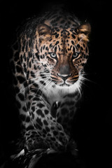 Fototapeta na wymiar Large full face. leopard isolated on black background. Wild beautiful big cat in the night darkness, a mysterious and dangerous beast.