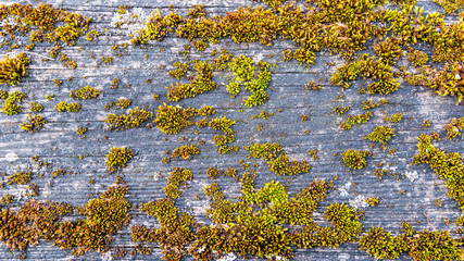 Moss on wood for backgrounds