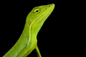 Vietnamese forest lizard (Bronchocela vietnamensis )