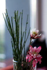 Dry branches for decoration and spring pink flowers in glass. Decor on table. Small bouquet.
