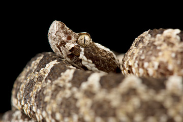 Desert Lancehead (Bothrops pictus)