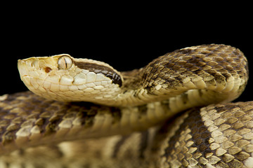 Jararaca (Bothrops jararaca)
