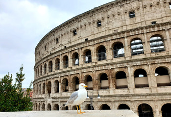 View of the Colosseum without tourists due to the quarantine, only a seagull
