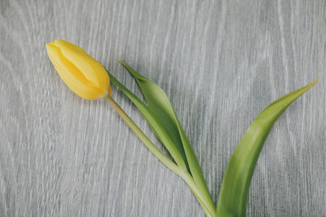 Yellow tulip on Grey background. Mother's day.