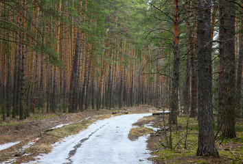 Pine trees in spring forest with last snow