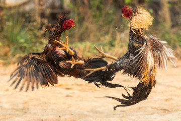 Myanmar cock fighting fiercely, trained rooster for gamecock - obrazy, fototapety, plakaty
