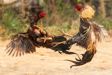 Myanmarischer Hahn kämpft heftig, trainiert Hahn für Kampfhahn © somrerk