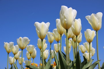  Blooming  White Tulips With Young Leaves In Spring Flowers Garden In Europe