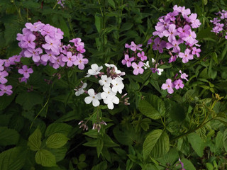 flowers in the garden