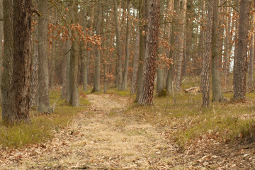 Fototapeta premium Leśna droga