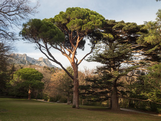 Majestic oldest centenary giant tree in the city park