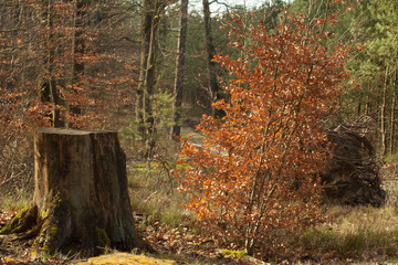 Pień w lesie © maciejbutelewski