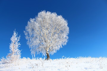 snowy tree in winter