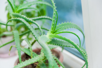 close up of houseplant aloe vera growing in a pot on a windowsill and used as cosmetic product