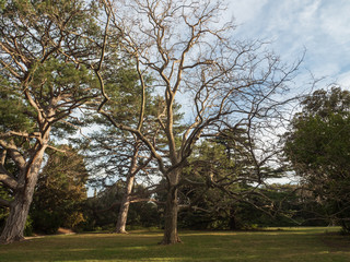 Majestic oldest centenary giant tree in the city park