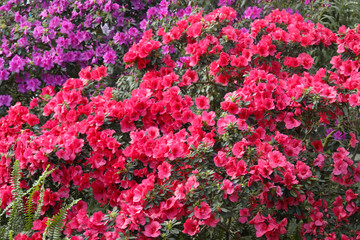 Image of beautiful floral wall background with amazing spring flowers