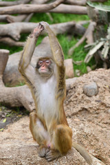 Monkey, a kind of apes