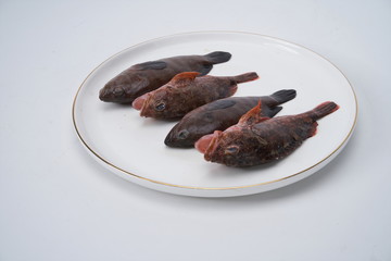 Fresh snapper in white background