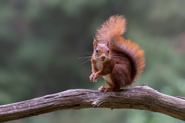 Eurasian red squirrel (Sciurus vulgaris) eating a hazelnut on a branch. Tessenderlo, Belgium. Green bokeh background.