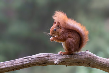 Eurasian red squirrel (Sciurus vulgaris) eating a hazelnut on a branch. Tessenderlo, Belgium. Green bokeh background.