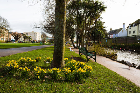 Dafodils in Dawlish Devon