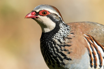 Portrait Alectoris rufa, Red-legged partridge, on a uniform green background.