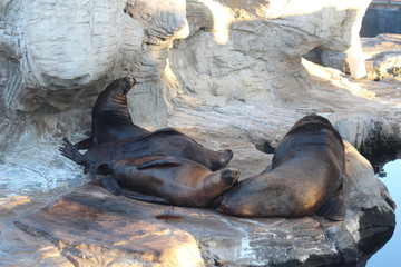 Seals