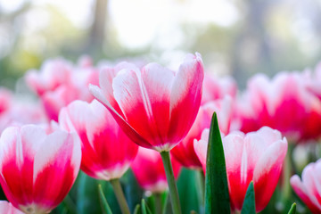 Pink and white tulip flowers blooming in tulip field.