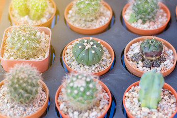 Small cactus in a pot.Various types of small cactus in ceramic pot.