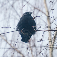 A jackdaw is sitting on a branch of a birch tree. Black bird on a tree