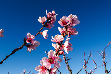 Peach blossom in Cieza La Torre in the Murcia region in Spain