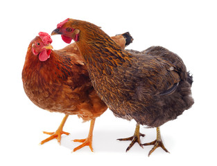 Two brown chickens.