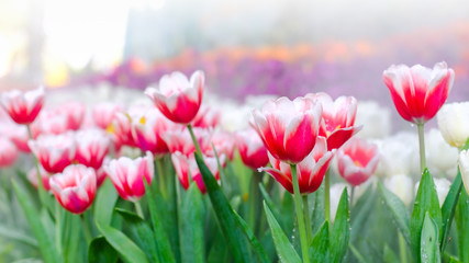 Pink and white tulip flowers blooming in tulip field.