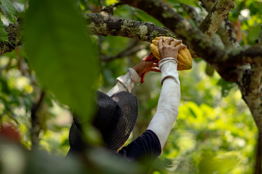 Persona cortando fruto cacao