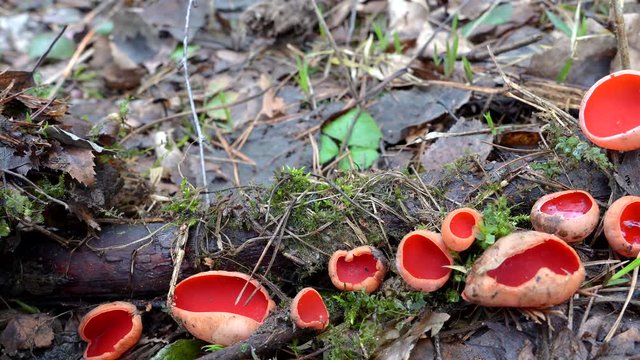 Sarcoscypha Coccinea fungus (Scarlet Elf Cup) on decaying sticks in the early spring forest.
