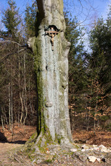 Jesus crucified on a mighty Beech Tree, Jizera Mountains, Czech Republic