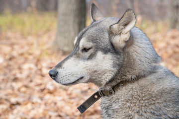 Portrait of a dog breed West Siberian Laika