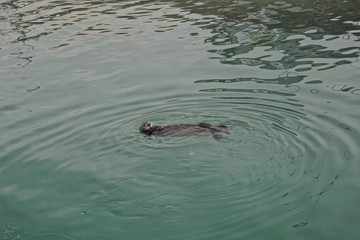 Obraz premium Homer, Alaska: A sea otter (Enhydra lutris) enjoying a swim in the green waters of Kachemak Bay, Alaska.
