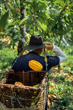 Persona recogiendo cacao en cesta